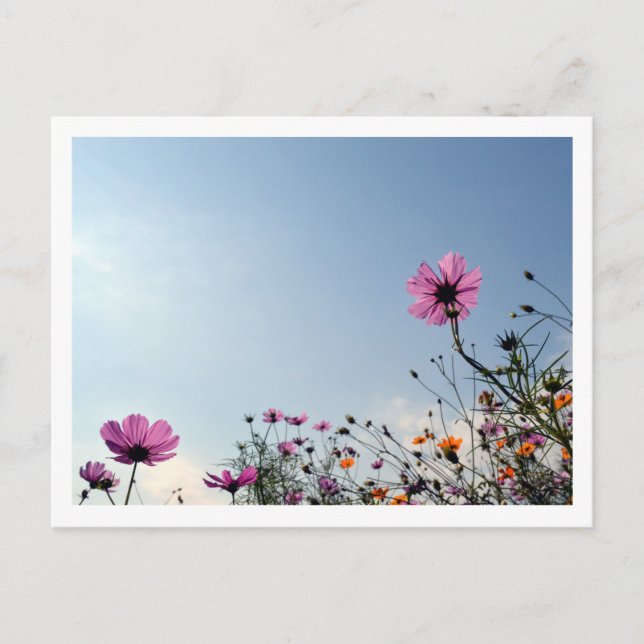 Kosmos-Blume: Japan Postkarte (Vorderseite)