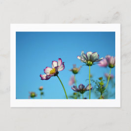 Kosmos-Blume: Japanische Postkarte
