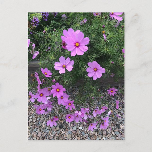 Kosmos-Blume mit Kies Feiertagspostkarte (Vorderseite)