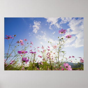 Kosmos-Blumen. Otsu, Shiga-Präfektur, Japan 2 Poster