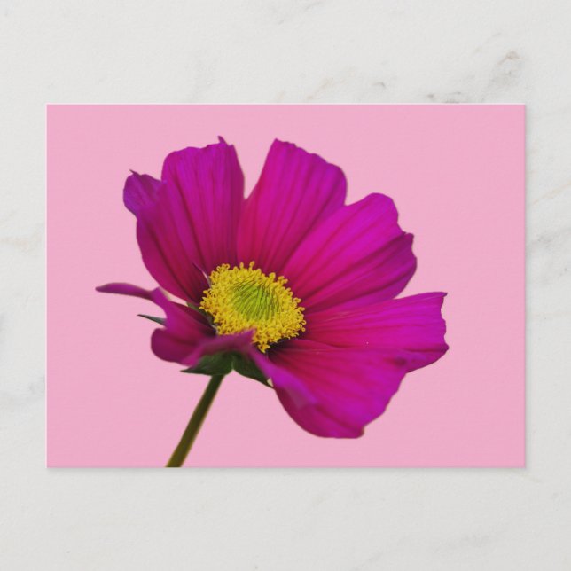 Kosmos-Blumenpostkarte Feiertagspostkarte (Vorderseite)