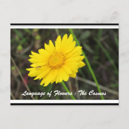 Kosmos mit Bienenpostkarte Postkarte