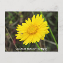 Kosmos mit Bienenpostkarte