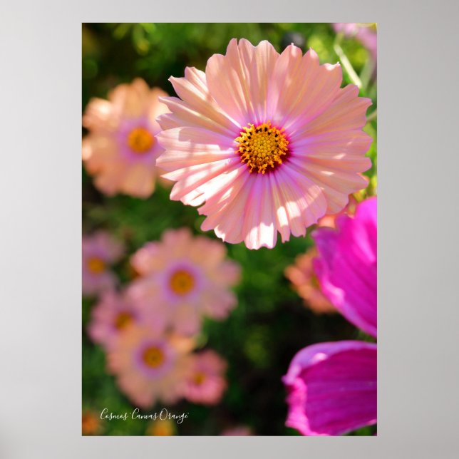 Kosmos [Poster] Poster (Vorne)