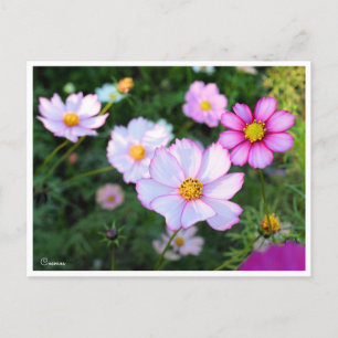 Kosmos [Postkarte] Postkarte