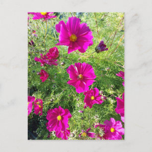 Kosmos-Postkarte Postkarte