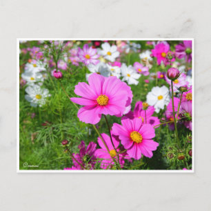 Kosmos [Postkarte] Postkarte