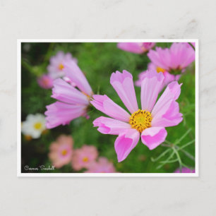 Kosmos [Postkarte] Postkarte