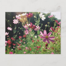 Kosmosblumen: Japan
