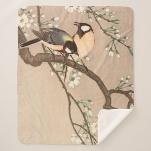 Koson Bird Chickadee Songbird Sherpadecke