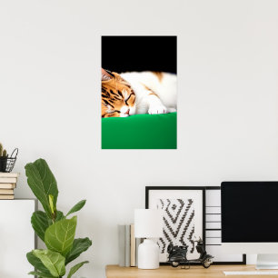 KOSTENLOSE PALESTINE-Flaggenkatze Poster