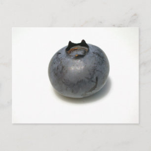 Köstliche Blaubeere Postkarte