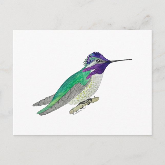 Kostolanskis Kolibri Postkarte (Vorderseite)