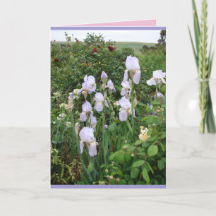 Kottagegarten Lila Iris Irissen Blumenkarte Karte