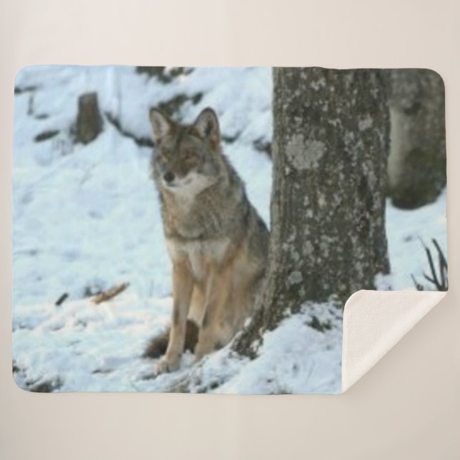 KOYOTE IN DER WILD SHERPADECKE (Vorderseite (Horizontal))