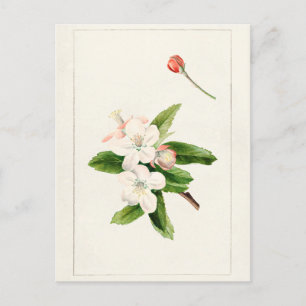 Krabapfelblüte (Malus) Aquarellmalerei Postkarte