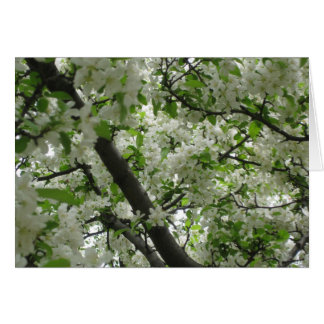 Krabappelblüten