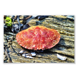 Krabbe Fotodruck