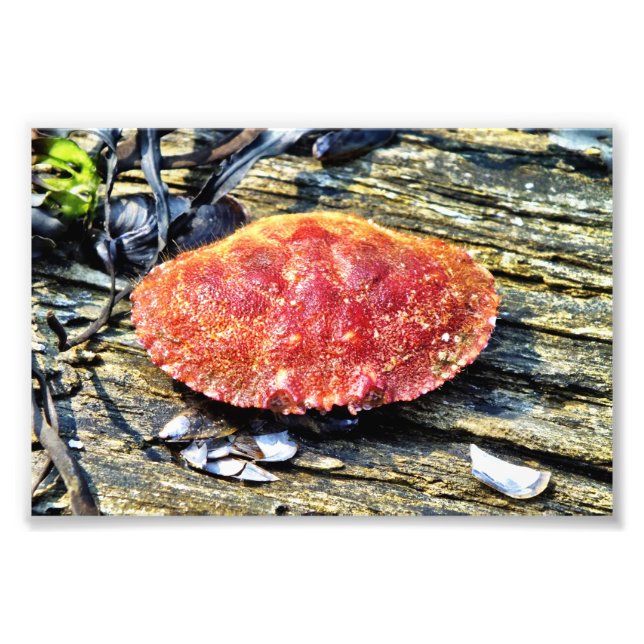 Krabbe Fotodruck (Vorne)