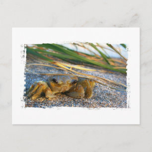Krabben an der Düne des Strandes bei Sonnenunterga Postkarte