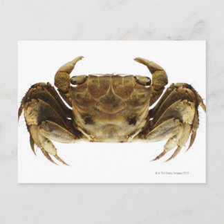 Krabben auf weißem Hintergrund Postkarte