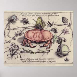 Krabben-Botanik-Insekt-Blumen-Illustration Poster