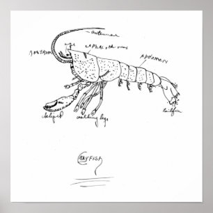 Krabbenanatomie 1925 poster