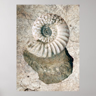 KRACKIERTE SPIRALE NAUTILUS-MUSCHEL POSTER