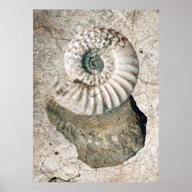 KRACKIERTE SPIRALE NAUTILUS-MUSCHEL POSTER (Vorne)