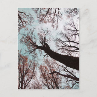 KRAFT der BÄUME Postkarte