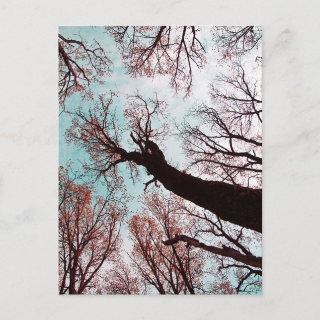 KRAFT der BÄUME Postkarte (Vorderseite)