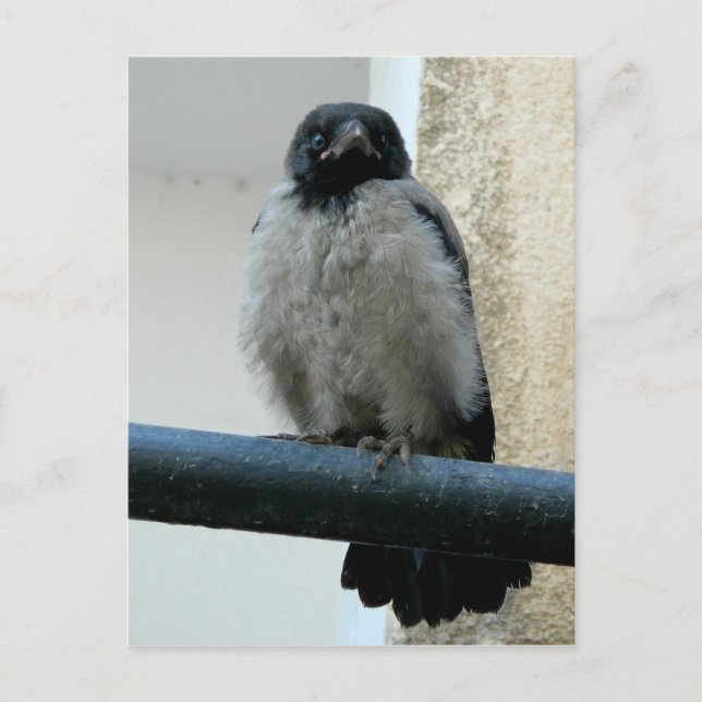 Krähe Postkarte (Vorderseite)