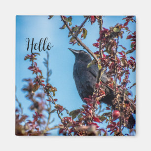 Krähe sagt Hallo  Magnet