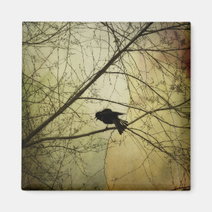 Krähe sprechen magnet