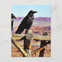 Krähen Raben Vögel Schwarz
