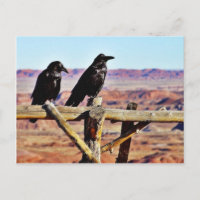 Krähen Raben Vögel Schwarz