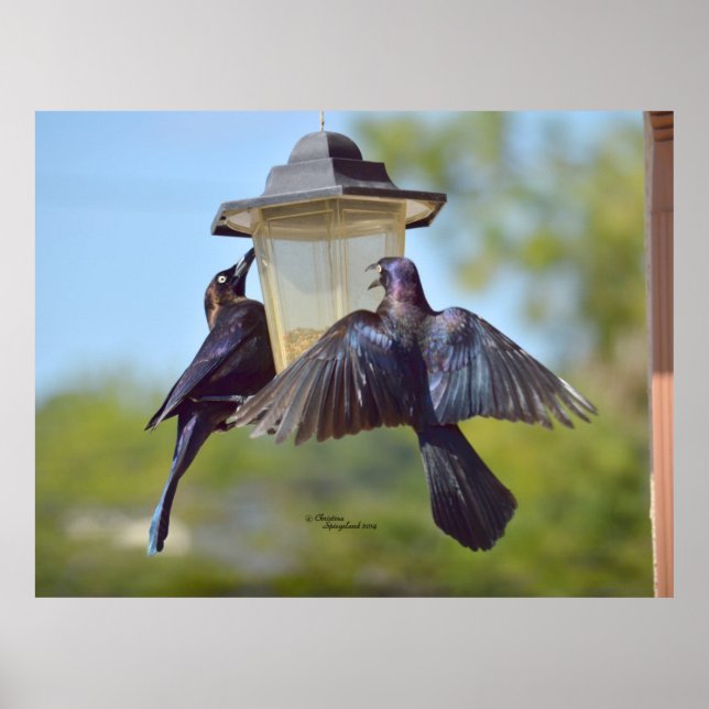 Krähenkrähen Vögel Vogelfedern Plakat (Vorne)