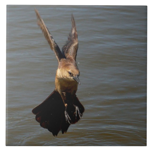 Krähenvögel Fliegen über Wasser Tile Fliese (Vorderseite)