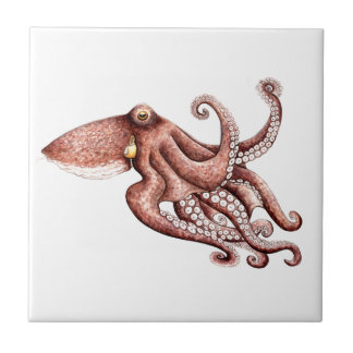 Krake - Octopus vulgaris Fliese