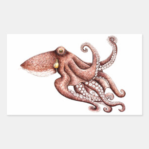 Krake - Octopus vulgaris Rechteckiger Aufkleber