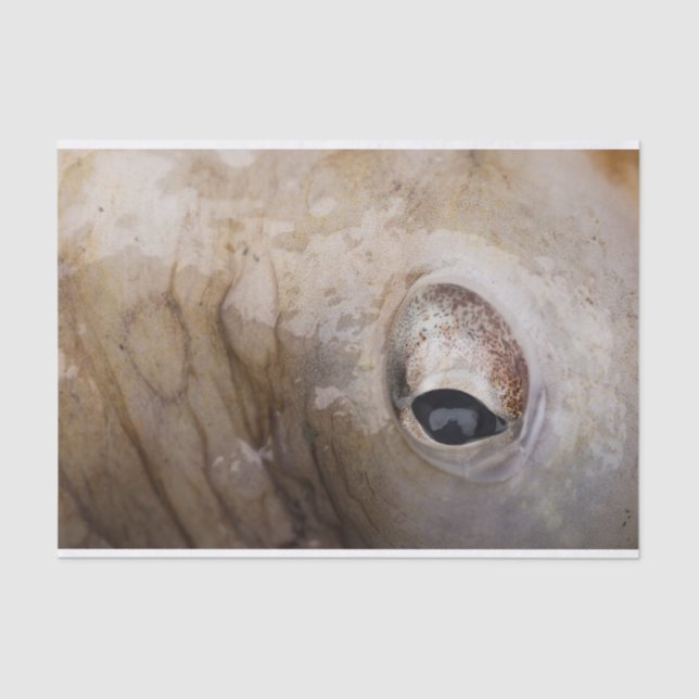 Kraken-Auge Seidenpapier (Vorderseite)