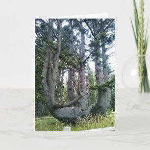 Kraken, Cape Meares, Oregon Karte