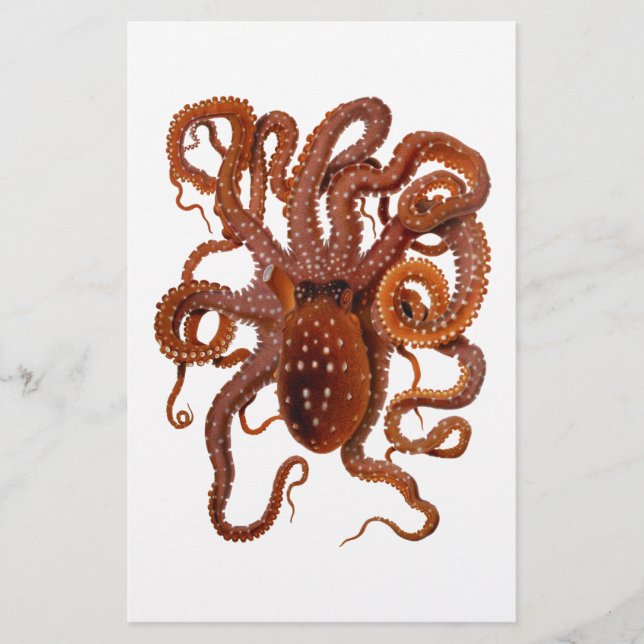 Kraken Makropus Weißer Gepunkteter Krake (Vorderseite)