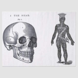 Kram-Zeitschriften-Anatomie-Element-Blatt Seidenpapier