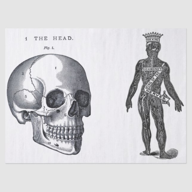 Kram-Zeitschriften-Anatomie-Element-Blatt Seidenpapier (Vorderseite)