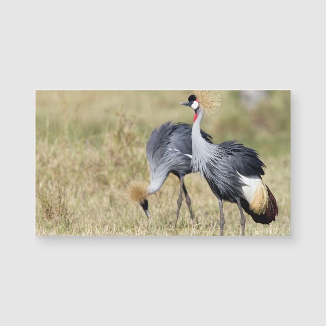 Krane am Masai Mara Magnetkarte (Vorderseite)