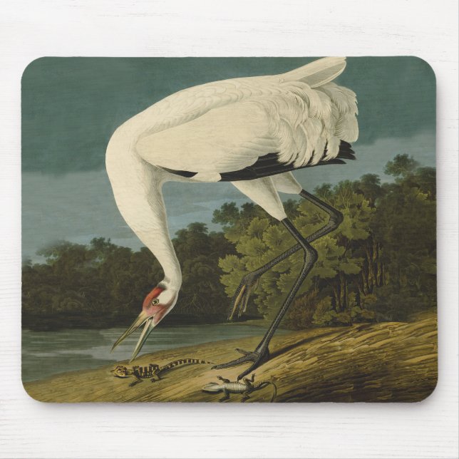 Krane Audubon Vogelmalerei Mousepad (Vorne)