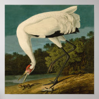 Krane Audubon Vogelmalerei