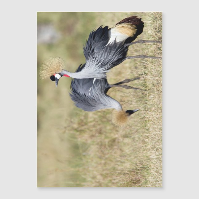 Krane bei Masai Mara Magnetkarte (Vorderseite)