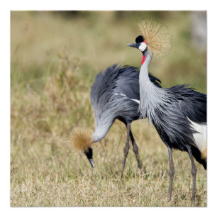 Krane bei Masai Mara Poster